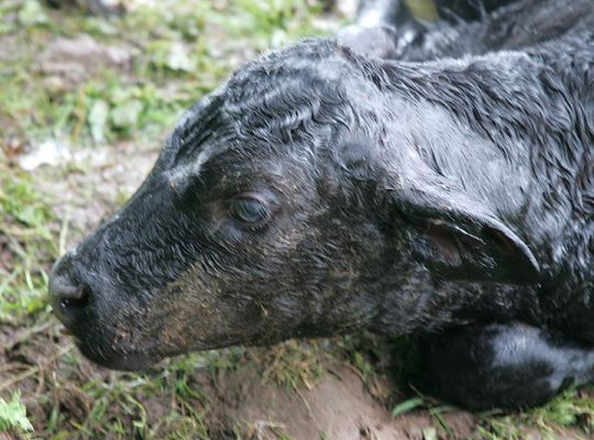 Newborn Gloucester Calf
Only ten or fifteen minutes old.
Ключевые слова: Gloucester calf newborn calf