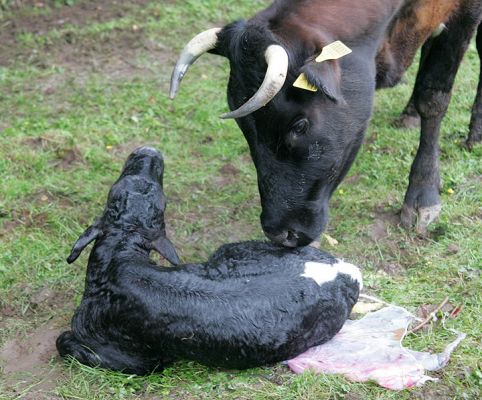 Betty and Her Son
Betty licking her newborn son.
Trefwoorden: Gloucester calf newborn calf Betty