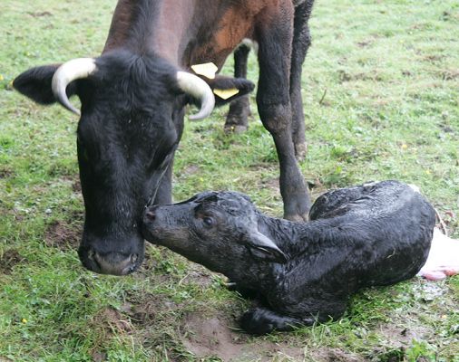 Betty and Her Son
Ključne besede: Betty Gloucester cattle Gloucester calf newborn calf