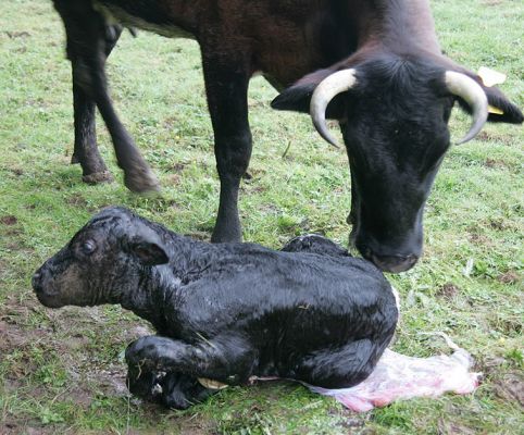 Betty and Her Son
Schlüsselwörter: Gloucester cattle Gloucester calf Betty newborn calf