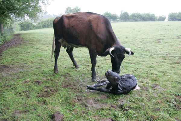 Betty and Her Son
While the day looks cold, it was actually a muggy summer morning, June 29 2005.
Palabras clave: Betty Gloucester calf Gloucester cattle newborn calf