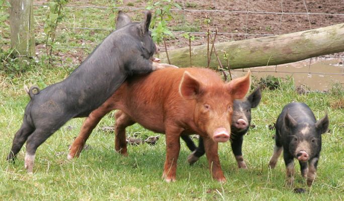 Berkshire Piglets Playing With the Tamworth
These Berkshire piglets are supposed to be in the next field, with their mother.  They can, of course, escape in multiple places, and they prefer to pay with the slightly older Tamworth pigs.
Keywords: Tamworth pig Berkshire pig Tamworth piglet Berkshire piglet kurobuta Lucies Farm
