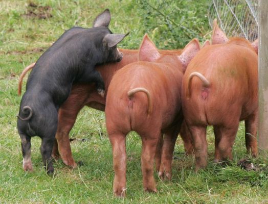 Berkshire and Tamworth Pigs Playing
The little black Berkshire (kurobuta) thinks he's a bit older -- and larger -- than he is.
Keywords: Tamworth pig Berkshire pig Tamworth piglet Berkshire piglet Lucies Farm kurobuta