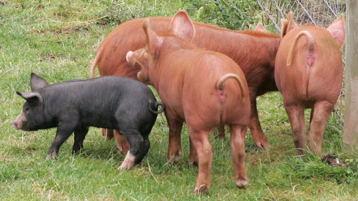 Tamworth Pigs -- And Berkshire Piglet
Palabras clave: Tamworth pigs Berkshire pig Lucies Farm kurobuta