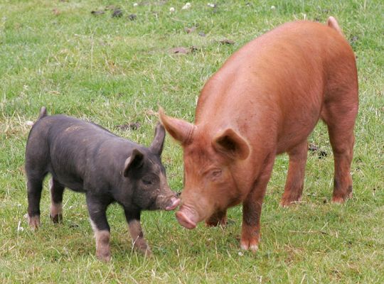 The Berkshire - Tamworth Meeting
The little (younger) Berkshire piglet greeting the larger (and slightly older) Tamworth piglet.
Keywords: Tamworth pig Berkshire pig meeting piglets Lucies Farm kurobuta