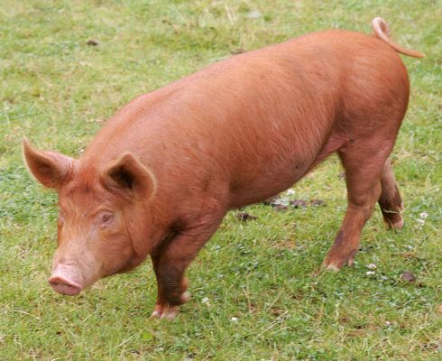 Tamworth Piglet
About eight weeks old.
Klíčová slova: Tamworth piglet Lucies Farm