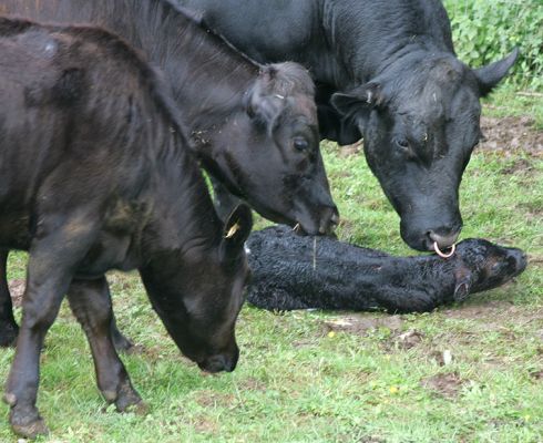 The Aberdeen Family Checking out the New Gloucester Calf
Including (on the right, with bling in his nose) our Aberdeen Angus bull, Ballet.
Schlüsselwörter: Gloucester cattle Aberdeen Angus cattle bling Ballet Aberdeen Angus bull