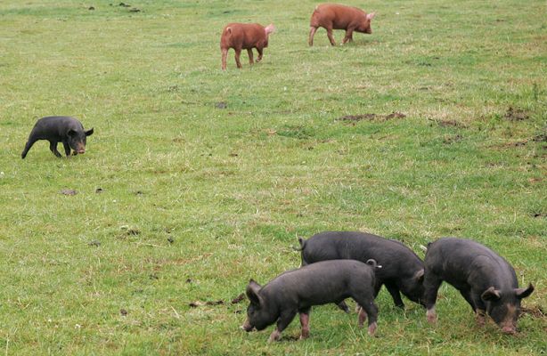 Berkshire and Tamworth Piglets Playing
Summer morning, 4 Acre Field
Schlüsselwörter: Tamworth pig Berkshire pig piglets summer morning