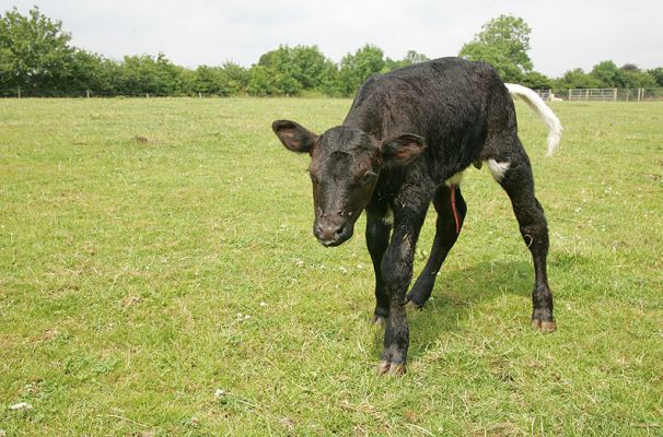 The New Gloucester Calf
Starting to walk, about eight hours after he was born.  June 29 2005, Lucies Farm 4 Acre Field
Schlüsselwörter: Gloucester calf newborn calf Lucies Farm 4 acre field