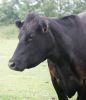 ab-angus.jpg