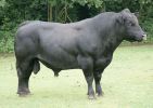 ballet-bull.jpg