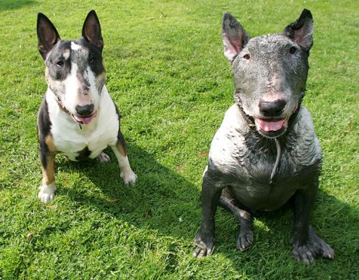 Tapa and Kiko
Tapa has managed to remain relatively clean, but Kiko --- in the quest for his ball --- has managed to coat himself with smelly mud.  Was he ever proud of his achievement!
Keywords: Tapa Kiko mud bull terriers