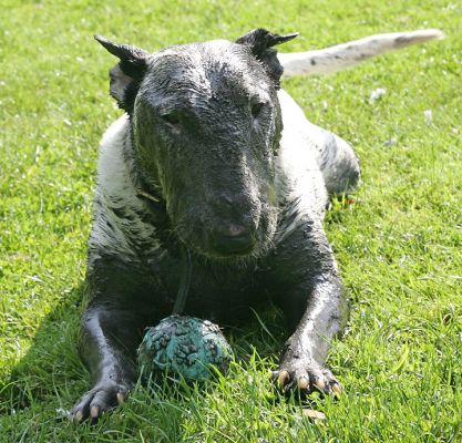 Kiko, Mud, And His Ball
Here's Kiko, fresh out of the muddy stream.  Even though he had to put his entire Bull Terrier head under the muddy water, he managed to retrieve his blue ball.
Keywords: Kiko blue ball muddy mud bull terrier English bull terrier