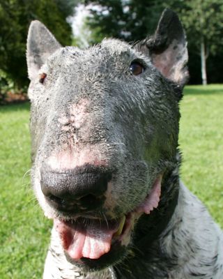 Kiko and The Mud
He looks very happy here --- that's because he hasn't figured out, yet, that to come in the house and have his tea, he needs to have a b-a-t-h.
Anahtar kelimeler: bath Kiko mud English bull terrier Lucies Farm dog