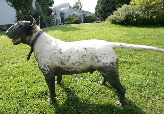 Kiko With His Unusual Markings
Hmmm . . . I wonder how deep the mud in the stream might be?
Schlüsselwörter: Kiko mud stream English Bull Terrier dog Lucies Farm