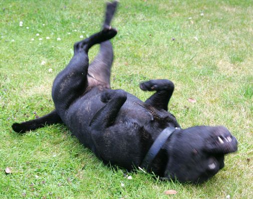Lennox Having A Roll On The Lawn
A warm summer afternoon, July 9, 2005.  Lennox the Staffie is having a nice roll on the lawn.
Anahtar kelimeler: Lennox Staffordshire terrier Staffie roll lawn Lucies Farm dog kennel dog boarding