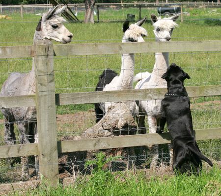 Lennox Checking Out the Alpacas
Lennox having a good look at the three alpacas, and the alpacas having a good look back.
Keywords: Lennox Staffordshire terrier alpacas Lucies Farm dog hotel dog boarding dog kennel