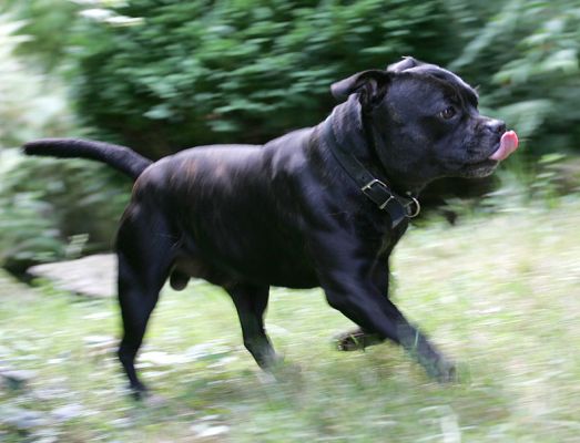 Lennox Having A Run
Palabras clave: Lennox Staffordshire terrier dog Staffie Lucies Farm dog boarding dog kennel