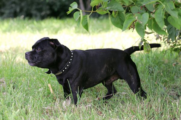 Lennox in the Shade
A very hot day, and Lennox has ventured out of the air conditioned dog resort.  Here he has the wisdom to stand in the shade.
Ключові слова: Lennox dog resort Staffordshire terrier shade Lucies Farm
