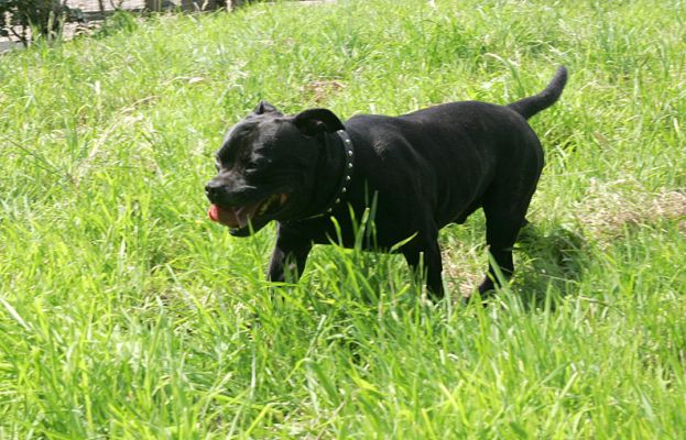 Lennox
Having a nice run in the grass -- July 9 2005 -- a hot summer afternoon in Worcestershire.
Anahtar kelimeler: Lennox Staffordshire terrier Worcestershire dog hotel dog resort Lucies Farm