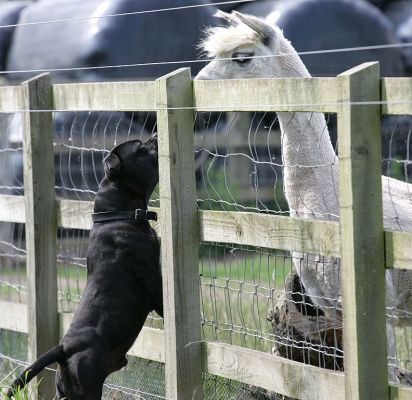Lennox and the Alpaca
Having a man-to-man.
Schlüsselwörter: Lennox Staffordshire terrier alpaca Lucies Farm dog resort dog hotel