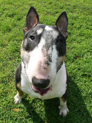 Tapa
. . . with a bit of mud on his face.
Palabras clave: Tapa English Bull Terrier mud Lucies Farm