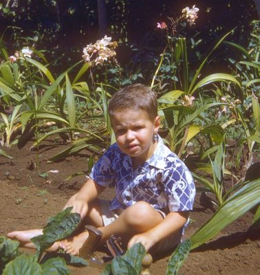 Orchids
I've always loved orchids.  Here I am, in the dirt at Dowsett Avenue, surrounded by orchids.  Circa 1950.
Keywords: orchids Dowsett Avenue Craig dirt