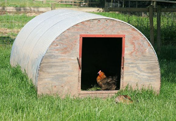 Araucana Chickens Occupy the Pig Arc
Including one sleeping in the tall grass, just outside the door.
Keywords: Araucana chickens pig arc Lucies Farm