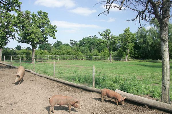 The Old and the New
The Tamworth pigs are about to be moved to a nice grassy field in the four acre field.  This will give us a chance to renew and replant their field.  This photo shows the contrast:  the green field in the back has recently been re-planted with a pig resistant turf from [url=http://www.hmseeds.co.uk/product.htm]Hurrells.[/url]
Ключові слова: pig grass Hurrells Tamworths summer Lucies Farm