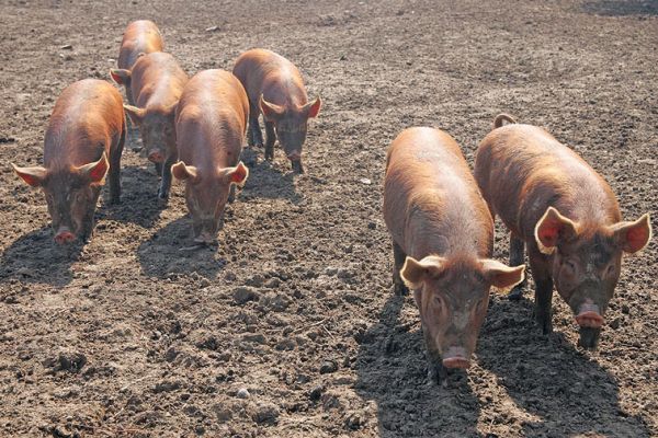 The Thundering Herd
I had to keep running in front of them, and they'd just chase me faster and faster.
Palabras Clave: Tamworth pigs Lucies Farm