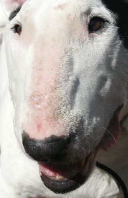 Kiko's Face
Schlüsselwörter: Kiko face English bull terrier