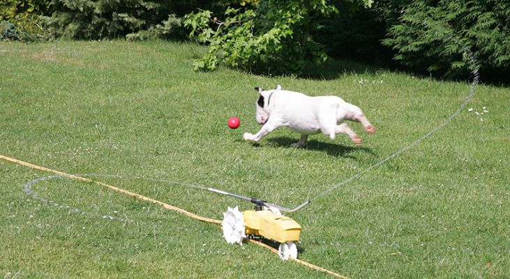 Kiko and the Rain Train
A hot summer afternoon with our Rain Train sprinkler in full operation (it follows the hose).  Kiko pursuring the red ball.
Keywords: Kiko Rain Train Raintrain sprinkler summer afternoon lawn grass English bull terrier