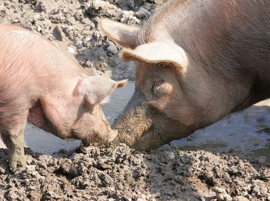 Piglet, Mother, and Mud
Ключові слова: Tamworth pigs piglet mudbath