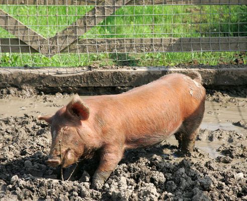 Baby Tamworth
This piglet is chewing a twig or something in the mud bath.  Perfect for a hot summer afternoon, June 26 2005
Ключові слова: Tamworth twig mud bath