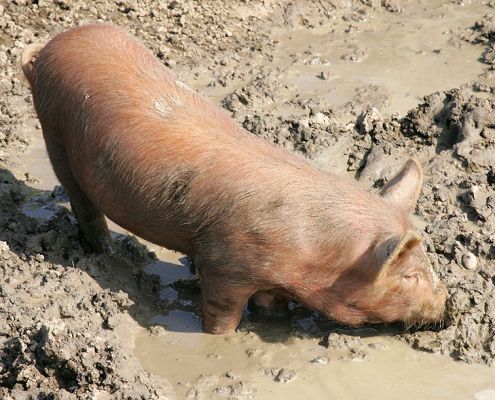 Tamworth Piglet in the Mud Bath
Palabras clave: Tamworth mudbath piglet pig