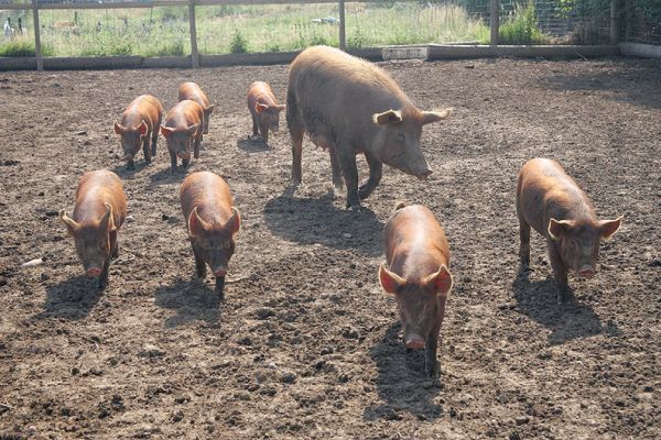 Here They Come . . .
The Tamworths (mother and piglets) chasing me as I keep trying to run ahead of them.
Ключові слова: Tamworth pigs chase