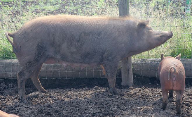 Tamworth Having A Good Scratch
When mom started to scratch herself on the fence post, a cloud of clay dust appeared.
Keywords: Tamworth pig clay dust scratch
