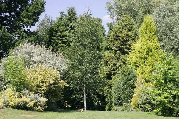 Whitecroft Garden with Sprinkler
Palabras clave: Whitecroft garden sprinkler