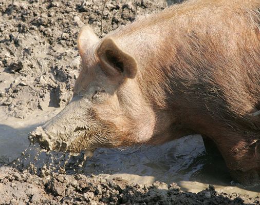 Tamworth in the Mud Bath
Keywords: Tamworth mud bath pig