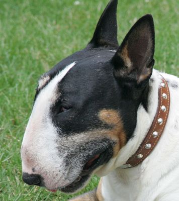 Tapa
Keywords: Tapa English bull terrier dog