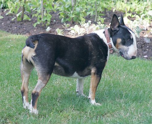 Tapa
Mots-clés: Tapa English bull terrier dog