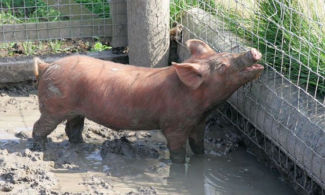 Tamworth Piglet in the Mud Bath
Ключові слова: Tamworth pig Tamworth piglet mud bath Lucies Farm