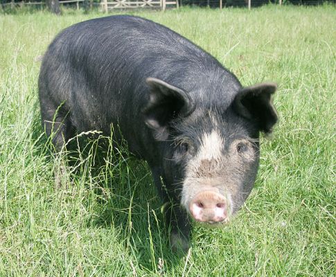 Westbrook
Westbrook is a Berkshire pig boar.  He currently lives in the tall grass of the chicken field.  I sat down to take his photograph and he wanted to take large bites out of my legs, arm, and (especially) shoes.  He's getting big and strong, so I suspect my sitting on the ground with him will be a thing of the past.
Słowa kluczowe: Westbrook Berkshire boar Berkshire pig