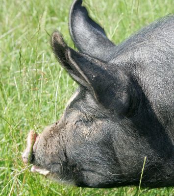 Westbrook's Profile
Westbrook is a Berkshire boar.
Λέξεις-κλειδιά: Westbrook Berkshire boar Berkshire pig