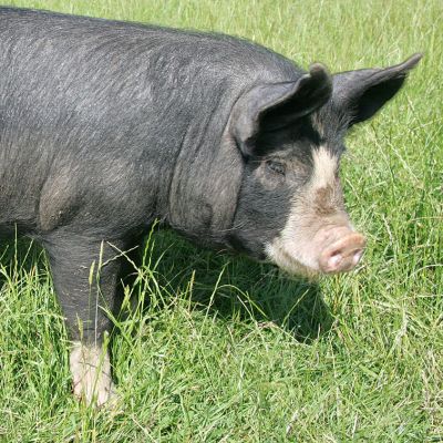Westbrook the Berkshire Boar
Schlüsselwörter: Westbrook Berkshire boar Berkshire pig Lucies Farm