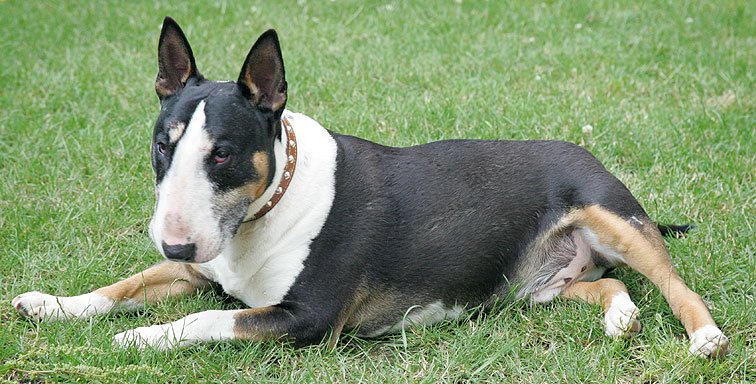 Tapa Relaxing
Keywords: Tapa English bull terrier dog
