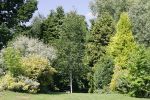 sprinkler-and-trees.jpg