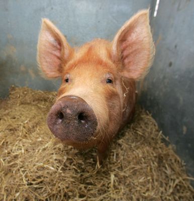 Tamworth Pig -- Royal Show 2005
Schlüsselwörter: Tamworth pig Royal Show 2005 nose nosey long nose ears