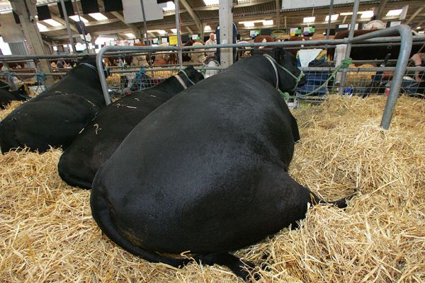 Aberdeen Angus Cattle - Royal Show 2005
We attended the Royal Show on the one sunny day.  Here are some Aberdeen Angus cattle, looking quite beefy.
Keywords: Royal Show Aberdeen Angus beef cattle