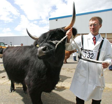 Black Bull -- Woodneuk Fold -- Royal Show 2005
I took this photograph of a regal Highland black bull waiting to go into the show ring.  The gentleman gave me his card:  he's Tom Thomson from the Woodneuk Fold in Glasgow.
Keywords: black highland bull Woodneuk Fold Tom Thomson